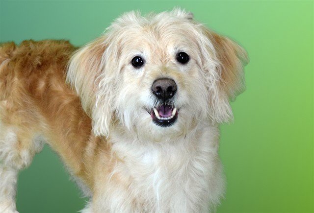 BENJI Image