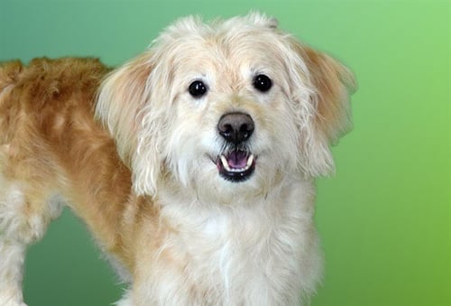 BENJI - Golden Retriever / Poodle (Miniature) available for adoption