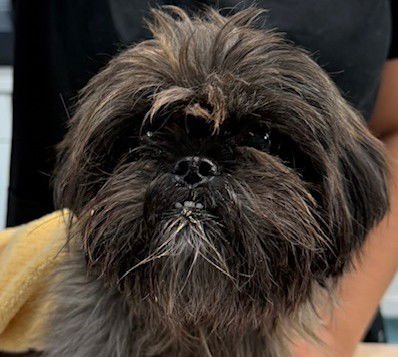 ENOLA - Shih Tzu available for adoption