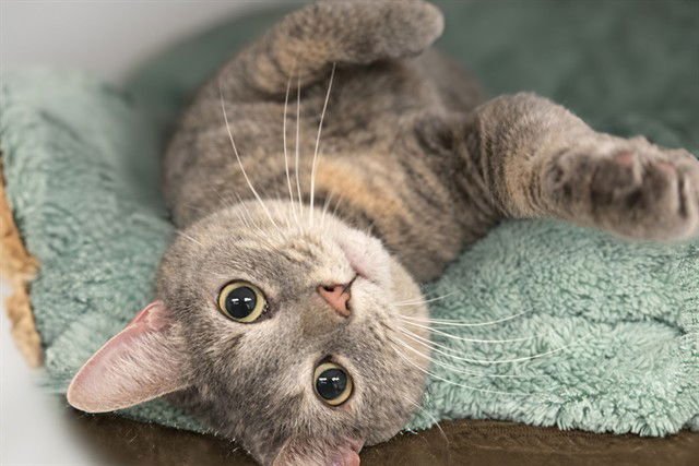 CLARA - Domestic Short Hair available for adoption