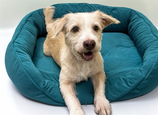 DOMINIQUE - Poodle (Miniature) available for adoption