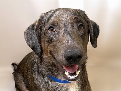 SCOTT - Catahoula Leopard Dog available for adoption