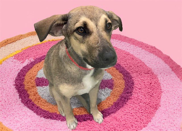 EVE - Labrador Retriever available for adoption