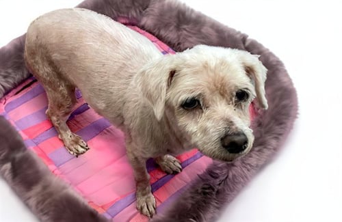 STRAY NOT AVAILABLE - Maltese available for adoption
