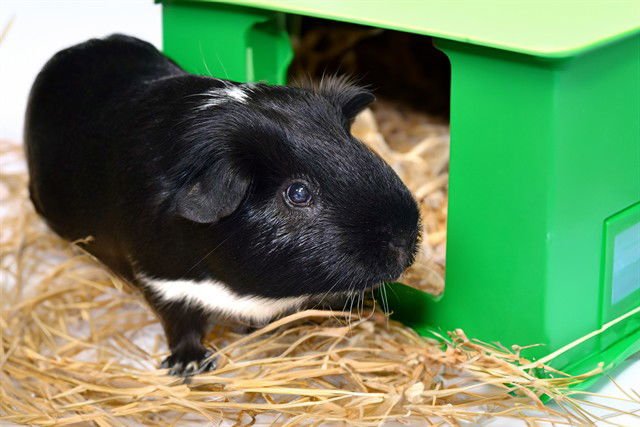 SIMON - Guinea Pig available for adoption