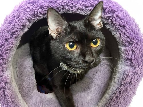 COCOA - Domestic Short Hair available for adoption