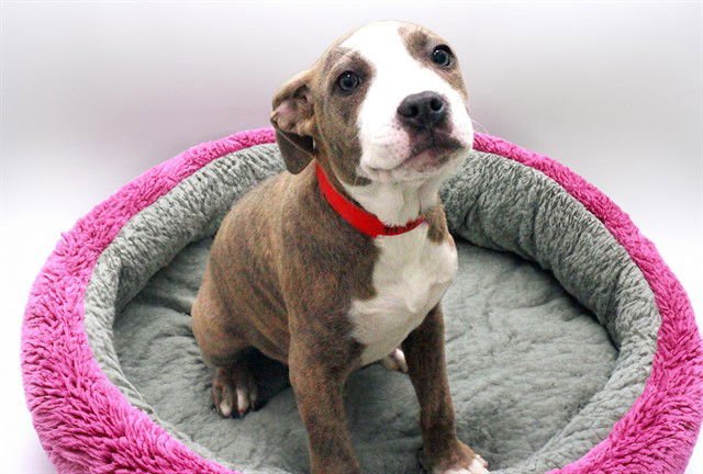 FENDY - American Staffordshire Terrier available for adoption
