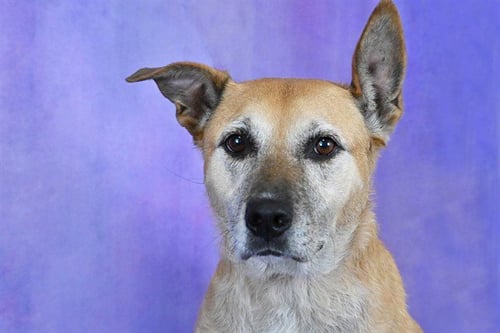 BABY - Black Mouth Cur available for adoption