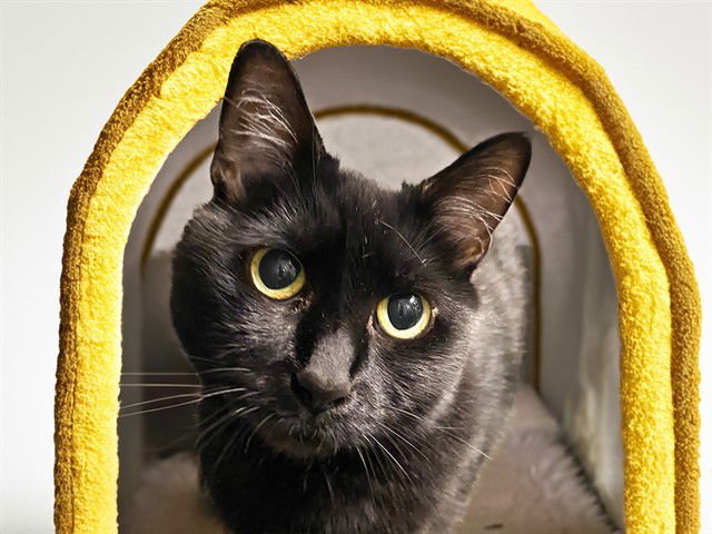 BOO - Domestic Short Hair available for adoption