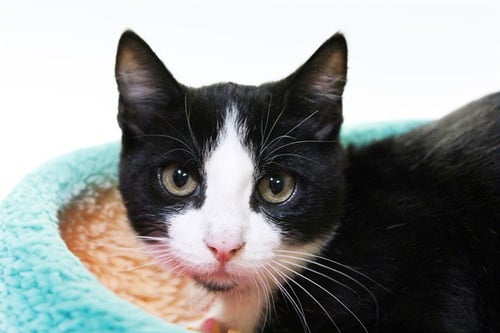 BARRISTAN - Domestic Short Hair available for adoption