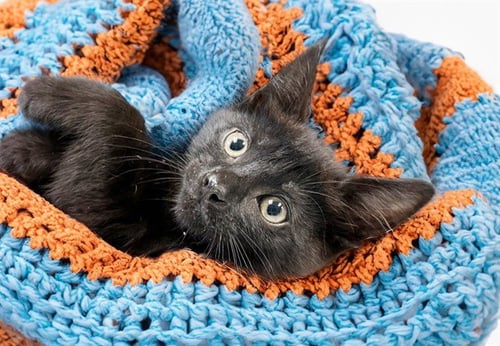 BAMBOO - Domestic Short Hair available for adoption