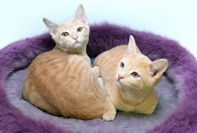 PABLO - Domestic Short Hair available for adoption