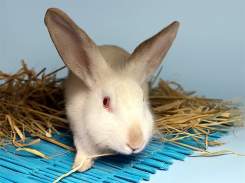 SATURN - Shorthaired Rabbit available for adoption