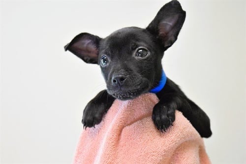 OZUNA - Chihuahua available for adoption