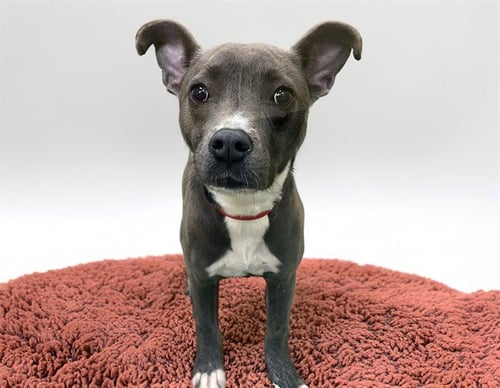 GIANNA - American Pit Bull Terrier / Chihuahua available for adoption
