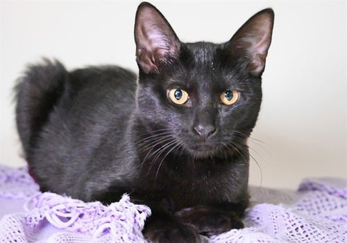 AERION - Domestic Short Hair available for adoption
