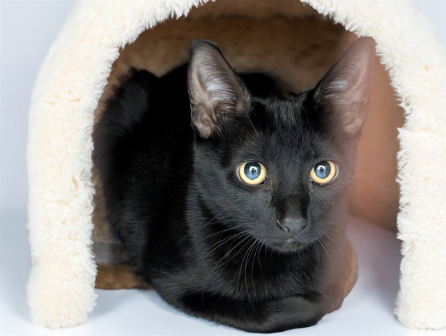 STRAY NOT AVAILABLE Image