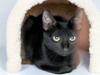 STRAY NOT AVAILABLE - Photo 1