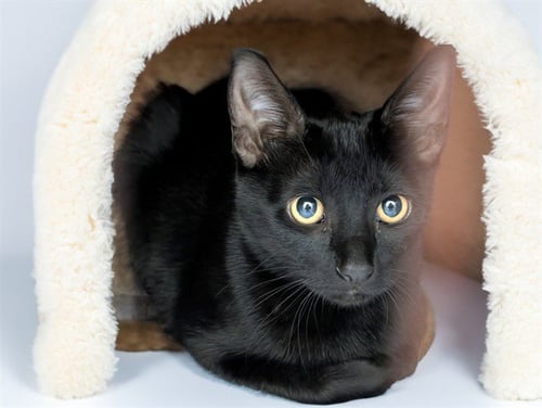 STRAY NOT AVAILABLE - Domestic Short Hair available for adoption