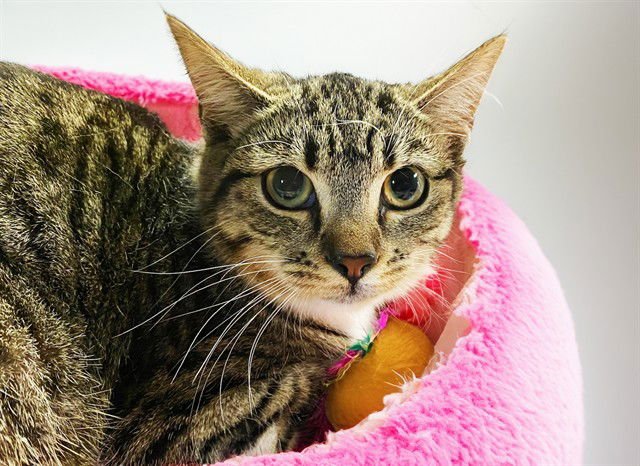 SAMANTHA - Domestic Short Hair available for adoption