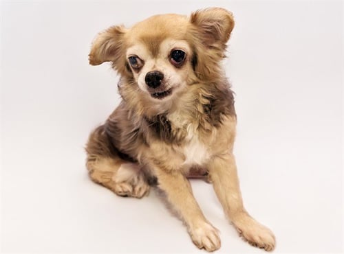 STRAY NOT AVAILABLE - Chihuahua available for adoption