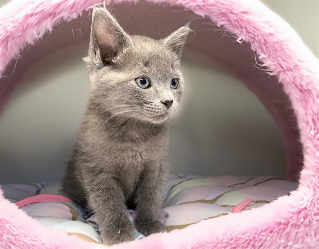 PANINI - Domestic Short Hair available for adoption