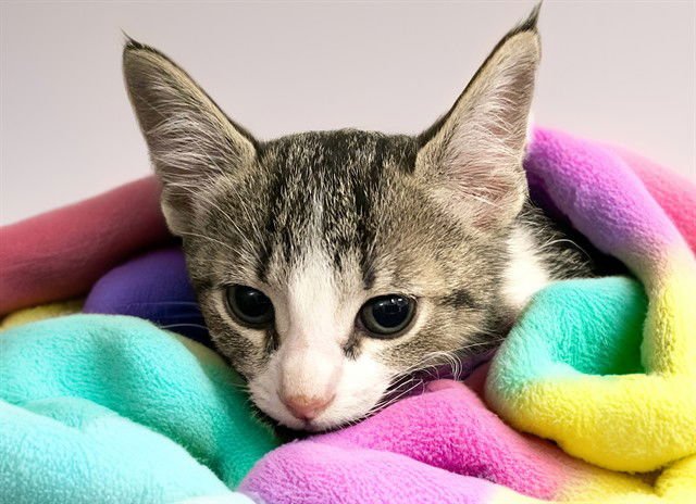 CRASH - Domestic Short Hair available for adoption