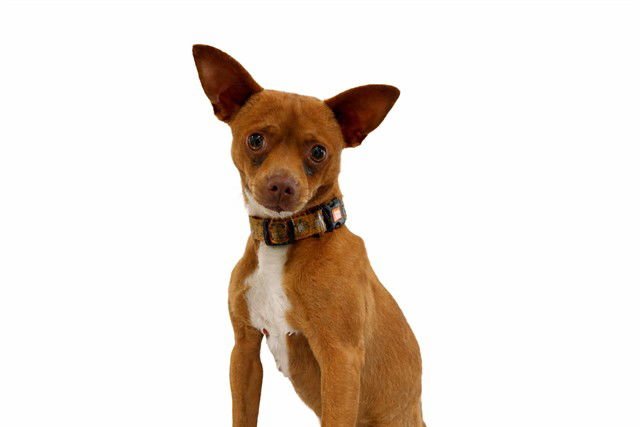 DELGADO - Chihuahua available for adoption