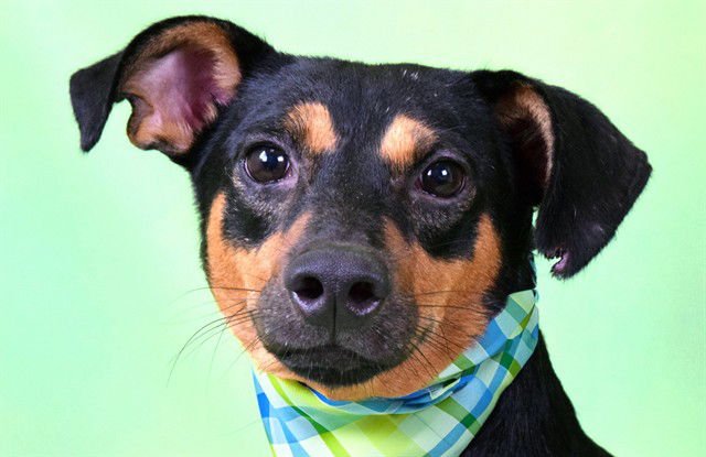 CECILIO - Dachshund available for adoption