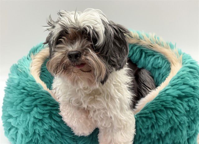 SAMMY - Lhasa Apso available for adoption
