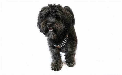 STRAY NOT AVAILABLE - Maltese / Poodle (Miniature) available for adoption