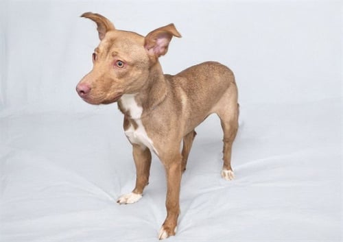 LEONIDAS - American Staffordshire Terrier for adoption in Hollywood