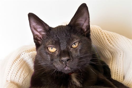 JAYDON - Domestic Short Hair for adoption in Hollywood