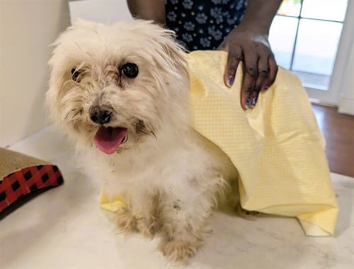 STRAY NOT AVAILABLE - Maltese for adoption in Hollywood