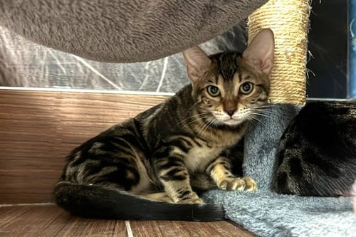 CERCEI - Bengal available for adoption