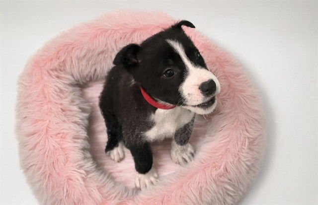 MOCHA - Border Collie available for adoption