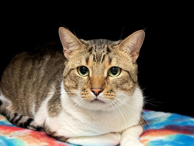 DUDE - Domestic Short Hair available for adoption