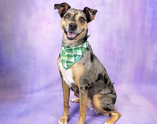 CLEO - Catahoula Leopard Dog available for adoption