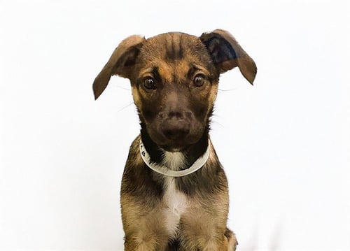 BOBBIE - German Shepherd Dog available for adoption