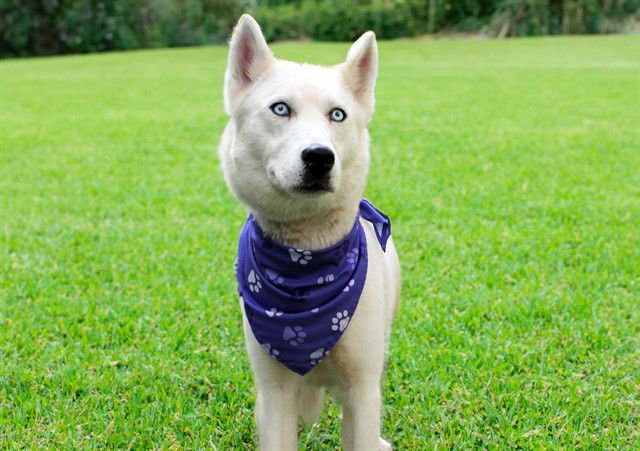 ARYIA - Siberian Husky available for adoption