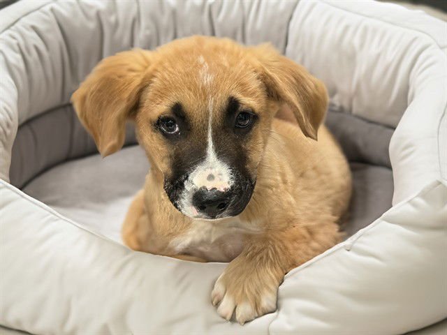 CRICKET - Black Mouth Cur available for adoption