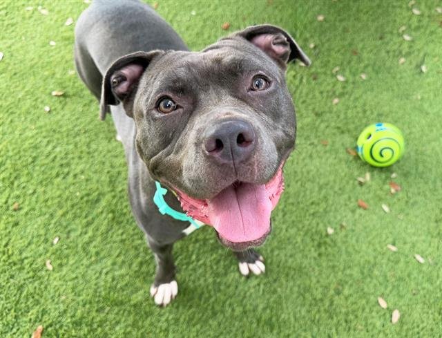 DIAMOND - American Staffordshire Terrier available for adoption