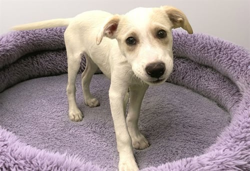 LILY - Labrador Retriever available for adoption