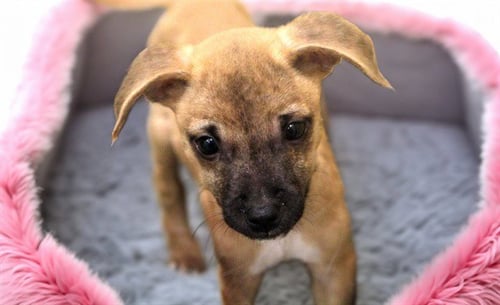 BUTTON - Chihuahua available for adoption