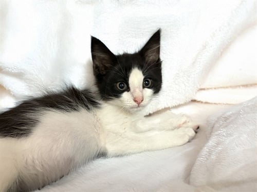 BREAD - Domestic Short Hair available for adoption