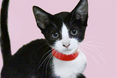 SUZIE - Domestic Short Hair available for adoption