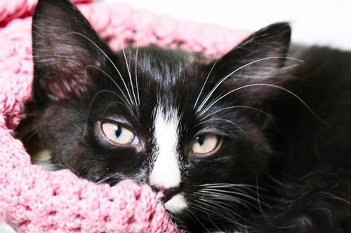 CONWAY - Domestic Short Hair available for adoption
