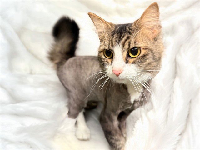 NOOR - Domestic Long Hair available for adoption