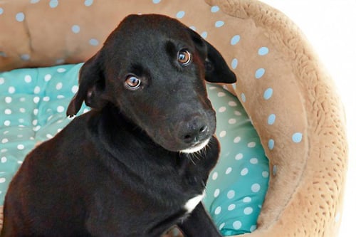 BILLY - Weimaraner available for adoption