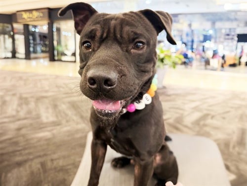 BARTHOLOMEW - American Staffordshire Terrier / Chinese Shar-Pei available for adoption